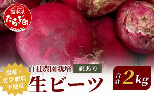【訳あり】熊本県産 生 ビーツ 2kg スーパーフード 高栄養 びーつ beet 生 あさぎり農園 野菜 根菜 美容 健康 115-0610