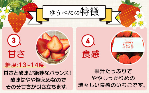 熊本県産いちご ゆうべに 約260g×4パック2026年1月～発送  産地直送 国産 新鮮 フレッシュ 果物 苺 イチゴ 103-0002