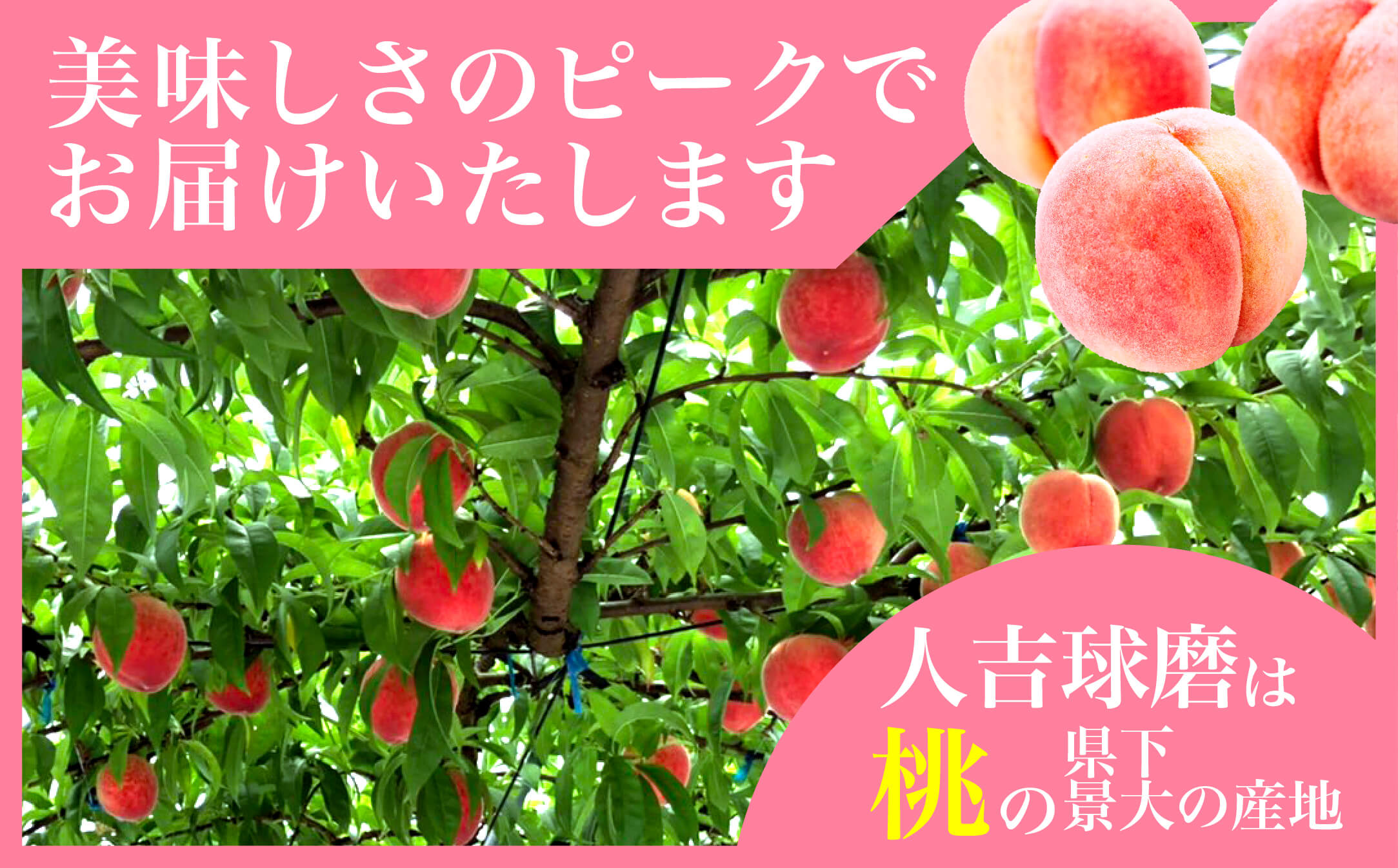 【先行予約】 桃 (5～8玉) 約 2kg 「厳選した桃をお届けします！」 2025年6月下旬～順次発送《 先行予約 受付 桃 もも ピーチ 熊本県 球磨 産 果物 フルーツ 甘い ジューシー 》 087-0656