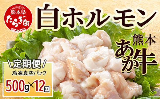 【定期便12回】熊本あか牛 白ホルモン 500g (250g×2)×12回 【 合計 6Kg 】 冷凍真空パック 熊本 熊本県産 あか牛 冷凍 真空 もつ鍋 ホルモン 焼き肉 041-0163