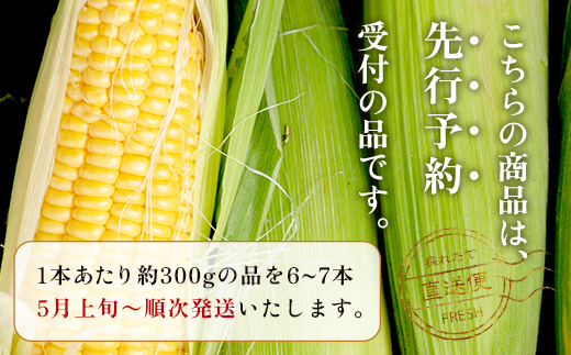 【数量限定】多良木町産 スイートコーン 約 2kg (6～7本) 5月上旬～順次配送 ゴールドラッシュ 一番果 甘い トウモロコシ 旬の味覚 産地直送 コーン とうもろこし 熊本県 089-0690