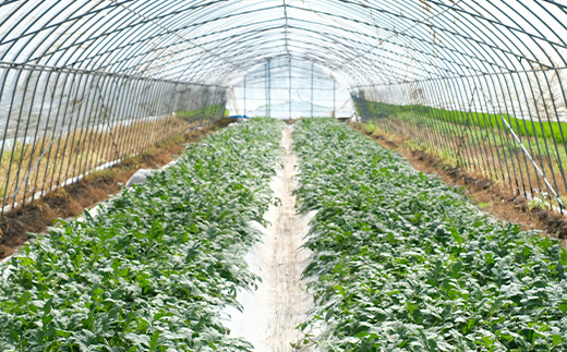 ã8æäžæ¬ïœçºéãå°çã¹ã€ã« ã²ãšããã BonBonãªãã 2ç (1ç1kgã2kg) 什å7幎 å€ ã¹ã€ã« é£ã¹ãããµã€ãº 西ç ãã«ãŒã æç© æ¬ã®å³èŠ ããã çã ç£å°çŽé 082-0701