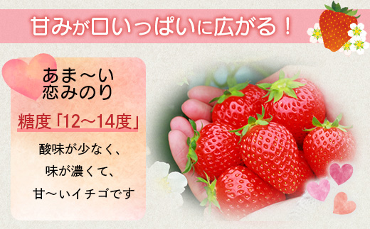 《2026年1月〜発送》熊本県産いちご 恋みのり 約260g×2パック産地直送 国産 新鮮 フレッシュ 果物 苺 イチゴ 103-0003