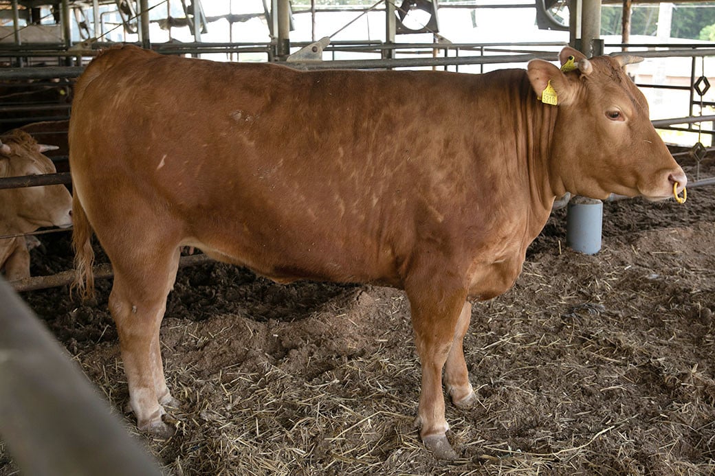 阿蘇あか牛丼 1個 肉 お肉 牛肉 あか牛 ローストビーフ丼 ローストビーフ 食品 贈り物 贈答品 プレゼント グルメ 熊本県 水上村 阿蘇 冷凍
