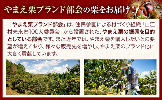 GI認証登録 山江村の やまえ栗 生栗 3kg 品種指定なし 筑波 美玖里 など旬の品種 やまえ栗ブランド部会 有限会社やまえ堂《9月下旬-10月中旬頃出荷》熊本県 球磨郡 山江村 栗 くり フルーツ 熊本県産 果物 早期 予約st-p