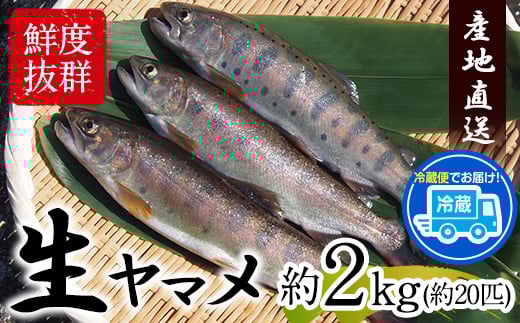 生ヤマメ 2kg 約20匹 山江村ヤマメ生産組合《30日以内に出荷予定(土日祝除く)》魚介類 魚 生鮮品 送料無料 冷蔵便