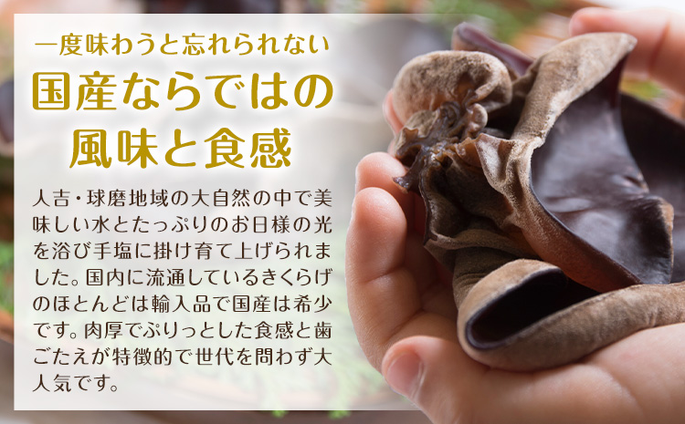 生きくらげ 1kg 鷹乃産業有限会社 《30日以内に出荷予定(土日祝除く)》熊本県 球磨郡 山江村 きくらげ きのこ 野菜