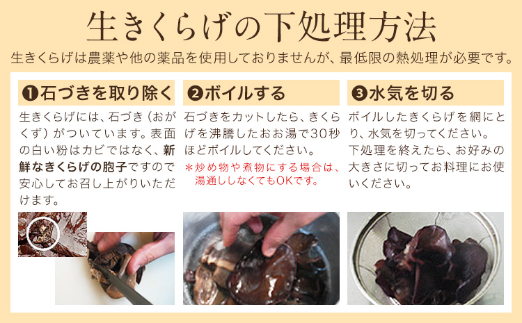 生きくらげ 1kg 鷹乃産業有限会社 《30日以内に出荷予定(土日祝除く)》熊本県 球磨郡 山江村 きくらげ きのこ 野菜