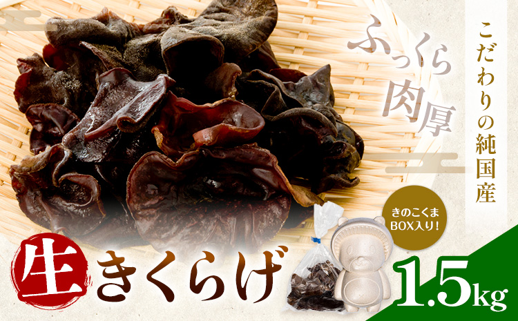 生きくらげ 1.5kg 鷹乃産業有限会社 《30日以内に出荷予定(土日祝除く)》熊本県 球磨郡 山江村 きくらげ きのこ 野菜
