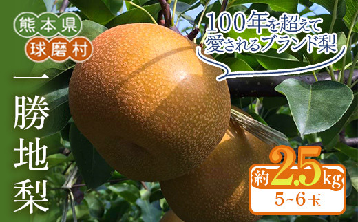 FKP9-686 [先行予約]一勝地梨 約2.5kg