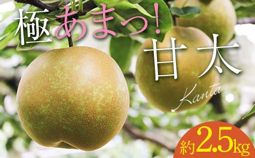FKP9-651 [先行予約]極あまっ!甘太 (約2.5kg) なし ナシ 梨 デザート フルーツ 果物 くだもの 果実 食品