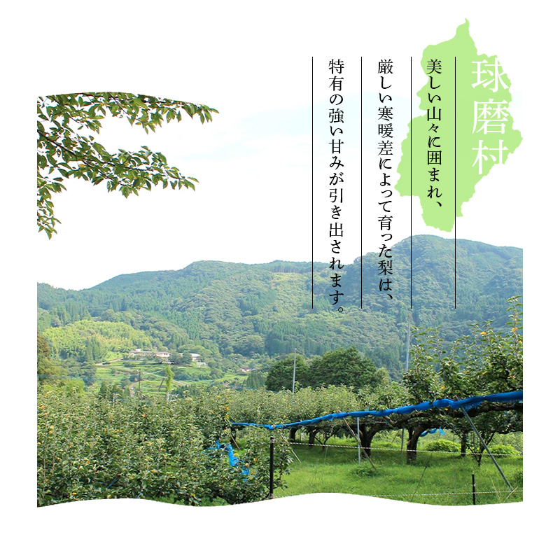 【先行予約】新品種！一勝地梨 凛夏 約2.5kg なし ナシ デザート フルーツ 果物 くだもの 果実 食品 FKP9-714