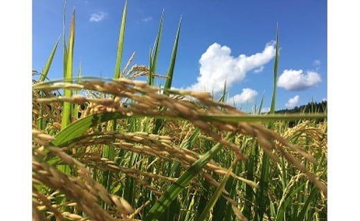 令和7年産 熊本県あさぎり町産のお米 ヒノヒカリ10kg（5kg×2袋） お米 米 ライス おにぎり 弁当 お弁当 国産 九州 熊本県 あさぎり町 常温