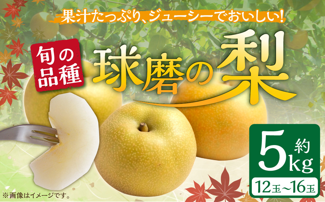 【発送時期：2026年8月上旬～10月上旬】熊本県ＪＡくま産　球磨の梨　5kg（12・14・16玉　旬な品種）