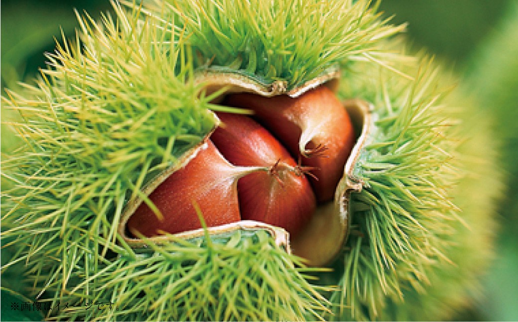 ããã«ãŒã3åå®æäŸ¿ã æ¡ 1kg ïŒ æ¢š 5kg ïŒ æ 2kg ã2026幎5æäžæ¬ã10æäžæ¬è¿é 次çºéäºå®ã ãã ã¢ã¢ ãªã ãã· åæ¢š ãã æç© æå® ãã«ãŒã å®æäŸ¿ ä¹å· çæ¬ç ããããçº åžžæž©