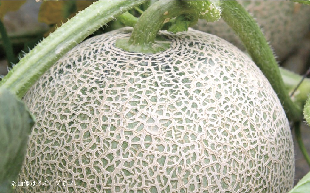 ããã«ãŒã3åå®æäŸ¿ã ã¢ã³ãã¹ã¡ãã³ 5kg ïŒ æ¡ 1kg ïŒ æ¢š 5kg ã2026幎5æäžæ¬ã10æäžæ¬è¿é 次çºéäºå®ã ã¡ãã³ ãã ã¢ã¢ ãªã ãã· åæ¢š æç© æå® ãã«ãŒã å®æäŸ¿ ä¹å· çæ¬ç ããããçº åžžæž©