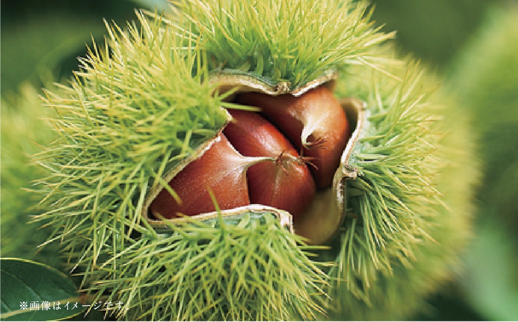 【フルーツ2回定期便】 梨5kg＋栗2kg 【2025年8月上旬〜10月上旬迄順次発送予定】 なし ナシ 和梨 くり 果物 果実 フルーツ 定期便 九州 熊本県 あさぎり町 常温