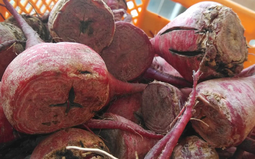 【訳あり】自社農園栽培 生ビーツ2kg ビーツ やさい 野菜 訳アリ 訳あり 健康 美容 冷蔵 国産 九州 熊本県 あさぎり町