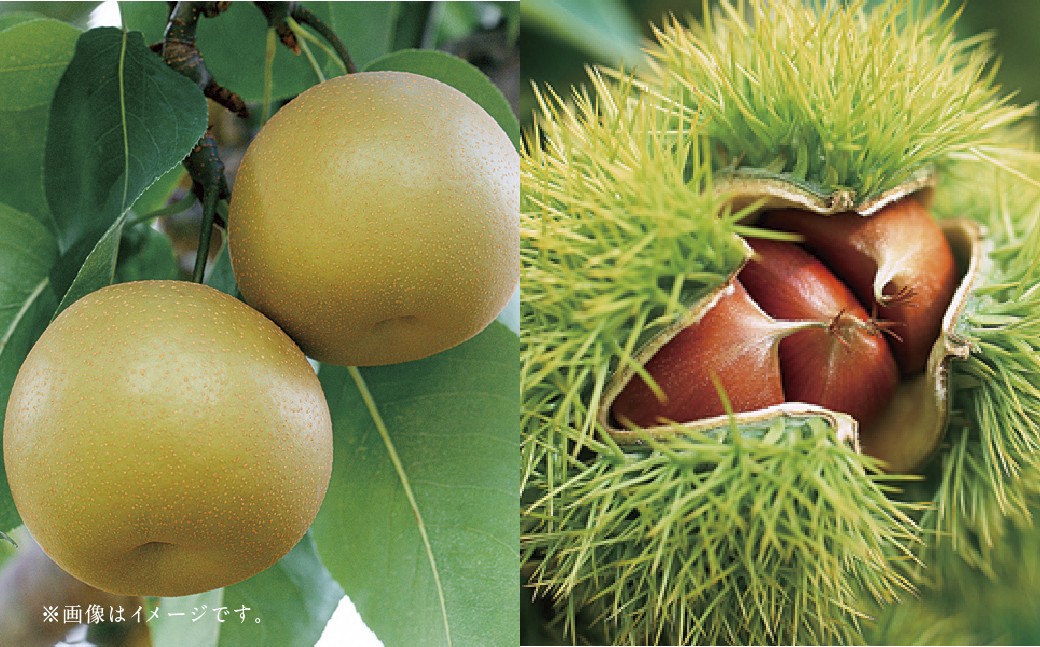 【フルーツ2回定期便】 梨5kg＋栗2kg 【2025年8月上旬〜10月上旬迄順次発送予定】 なし ナシ 和梨 くり 果物 果実 フルーツ 定期便 九州 熊本県 あさぎり町 常温