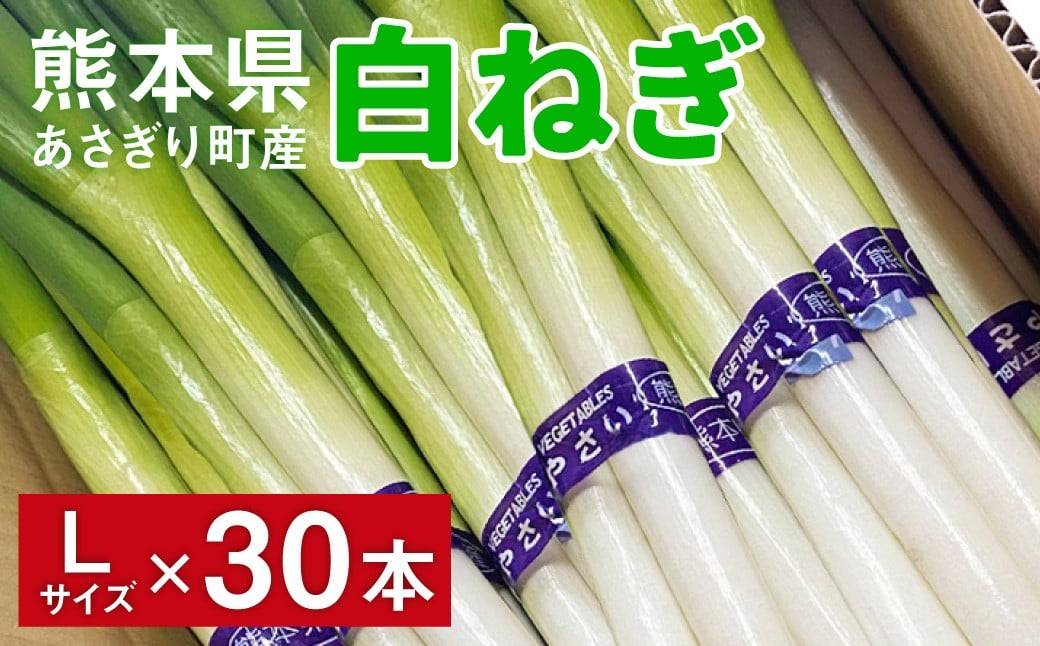 熊本県あさぎり町産　白ねぎ「球磨美人」Lサイズ×30本　お届け時期：2026年8月下旬より順次発送　【白葱/白ネギ/長ねぎ/長葱/長ネギ】