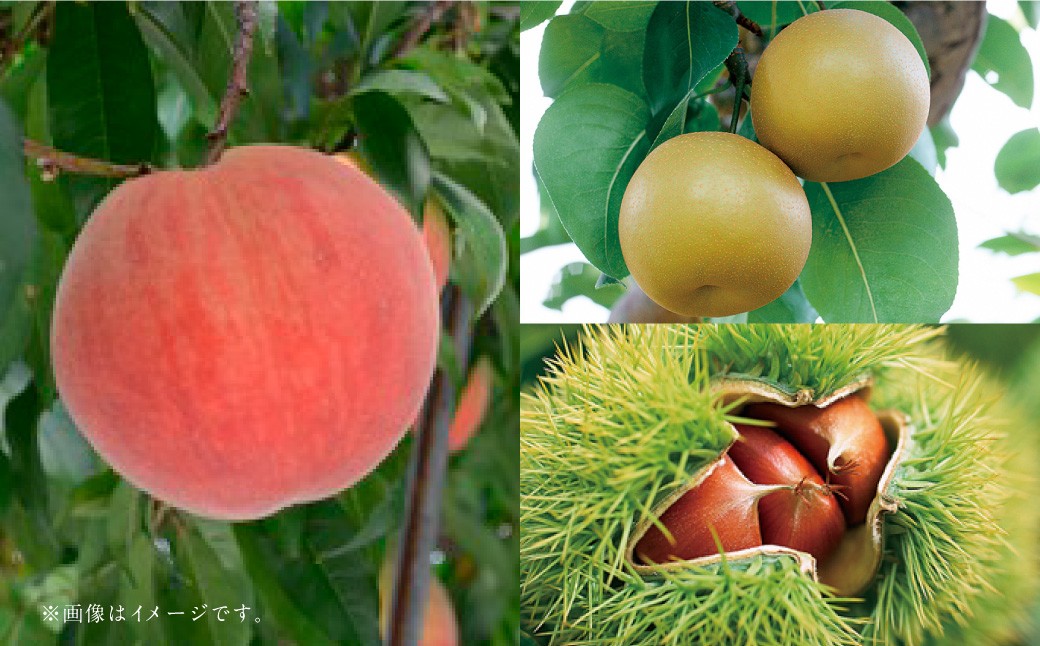 【フルーツ3回定期便】 桃 1kg ＋ 梨 5kg ＋ 栗 2kg 【2026年5月下旬〜10月上旬迄順次発送予定】 もも モモ なし ナシ 和梨 くり 果物 果実 フルーツ 定期便 九州 熊本県 あさぎり町 常温