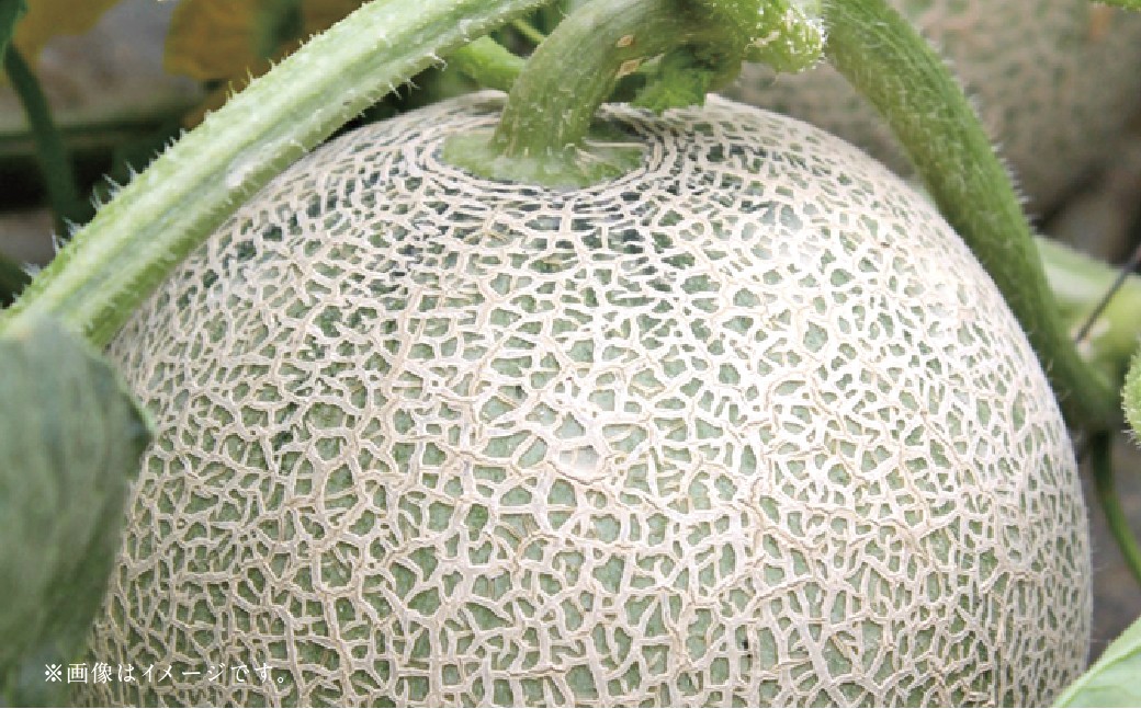 ããã«ãŒã2åå®æäŸ¿ããã¢ã³ãã¹ã¡ãã³ 5kg ïŒ æ¢š 5kg ã2026幎5æäžæ¬ã10æäžæ¬è¿é 次çºéäºå®ã ã¡ãã³ ãªã ãã· åæ¢š æç© æå® ãã«ãŒã å®æäŸ¿ ä¹å· çæ¬ç ããããçº å·èµ