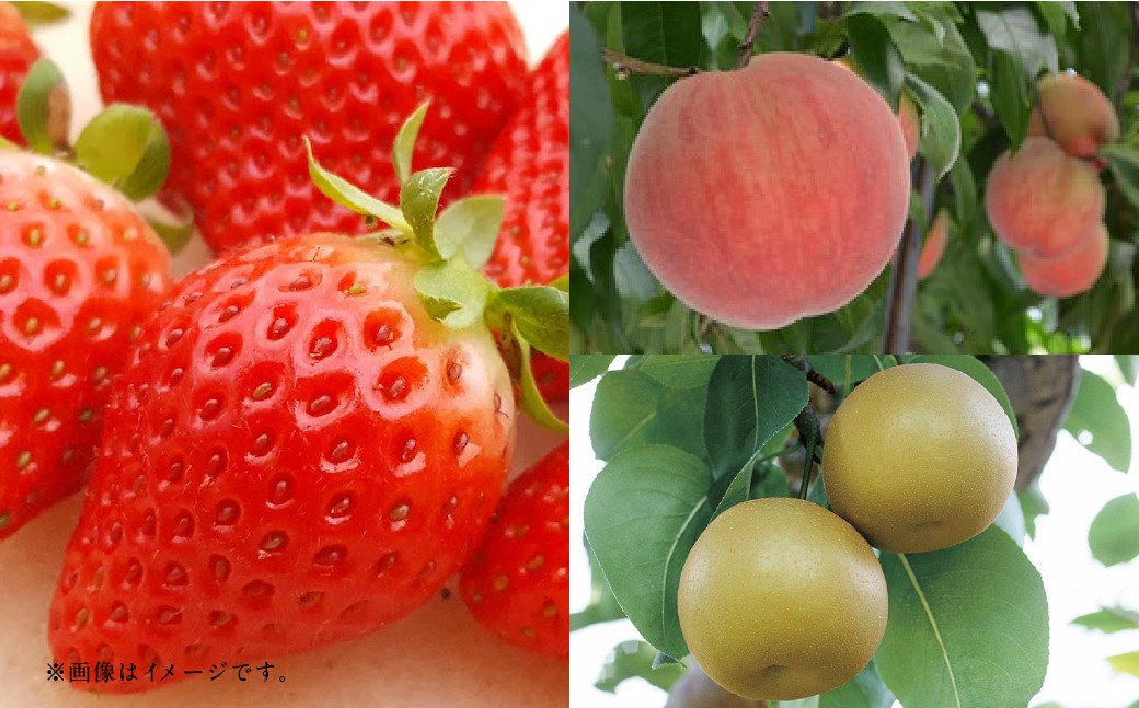 【フルーツ3回定期便】 球磨のいちご 1kg ＋ 桃 1kg ＋ 梨 5kg 【2026年1月中旬〜10月上旬迄順次発送予定】 苺 いちご イチゴ もも モモ なし ナシ 和梨 果物 果実 フルーツ 定期便 九州 熊本県 あさぎり町 冷蔵