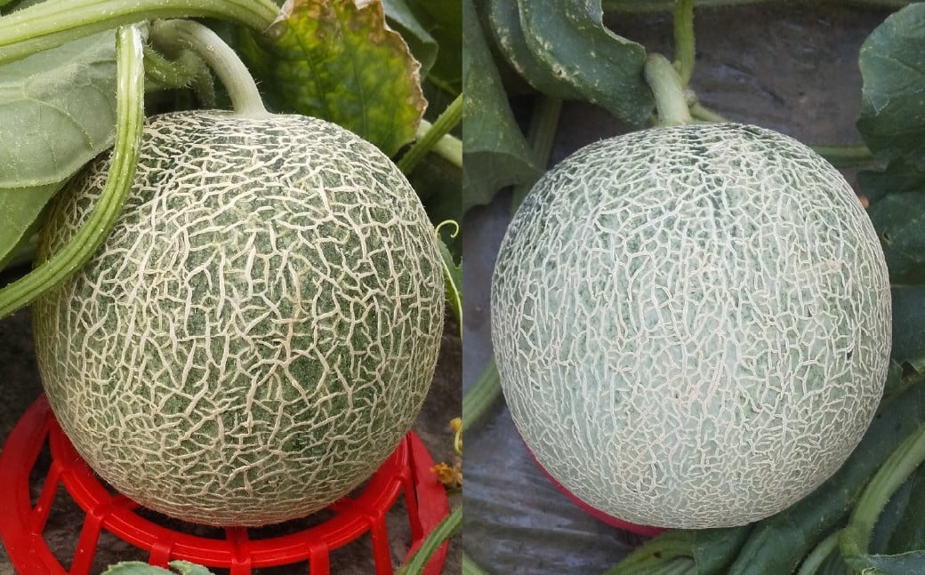 中村さんの幸福メロン（アンデスメロン） 3個 メロン 果物 フルーツ 常温 熊本県 あさぎり町 【2026年4月下旬～5月上旬まで発送予定】