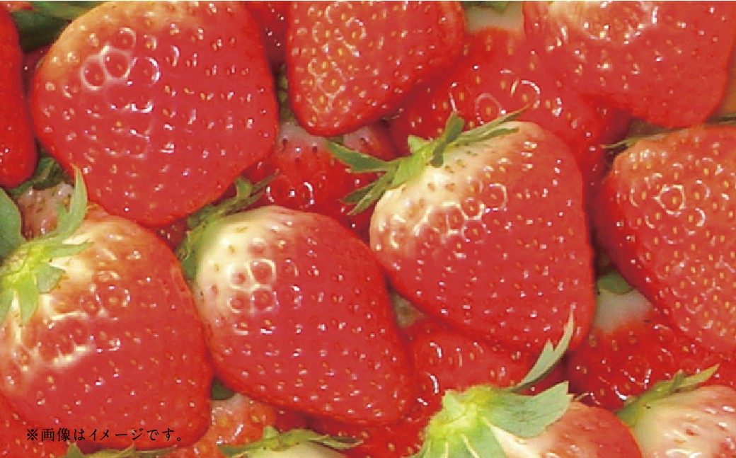 【フルーツ2回定期便】 球磨のいちご 1kg ＋ 桃 1kg 【2026年1月中旬〜6月下旬迄順次発送予定】 苺 いちご イチゴ もも モモ 果物 果実 フルーツ 定期便 九州 熊本県 あさぎり町 冷蔵