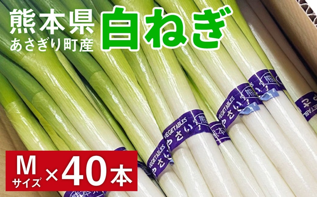 熊本県あさぎり町産　白ねぎ「球磨美人」Mサイズ×40本　お届け時期：2026年8月下旬より順次発送　【白葱/白ネギ/長ねぎ/長葱/長ネギ】