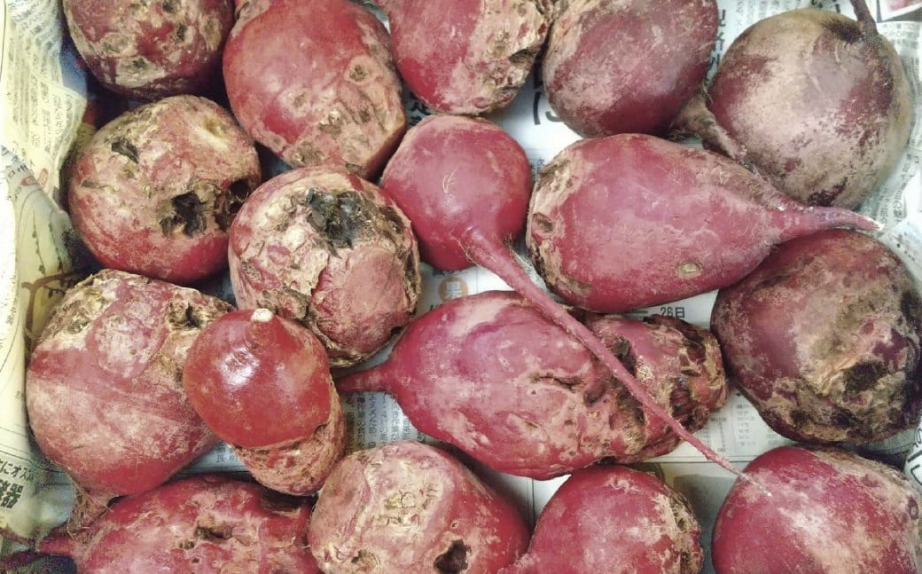 【訳あり】自社農園栽培 生ビーツ2kg ビーツ やさい 野菜 訳アリ 訳あり 健康 美容 冷蔵 国産 九州 熊本県 あさぎり町