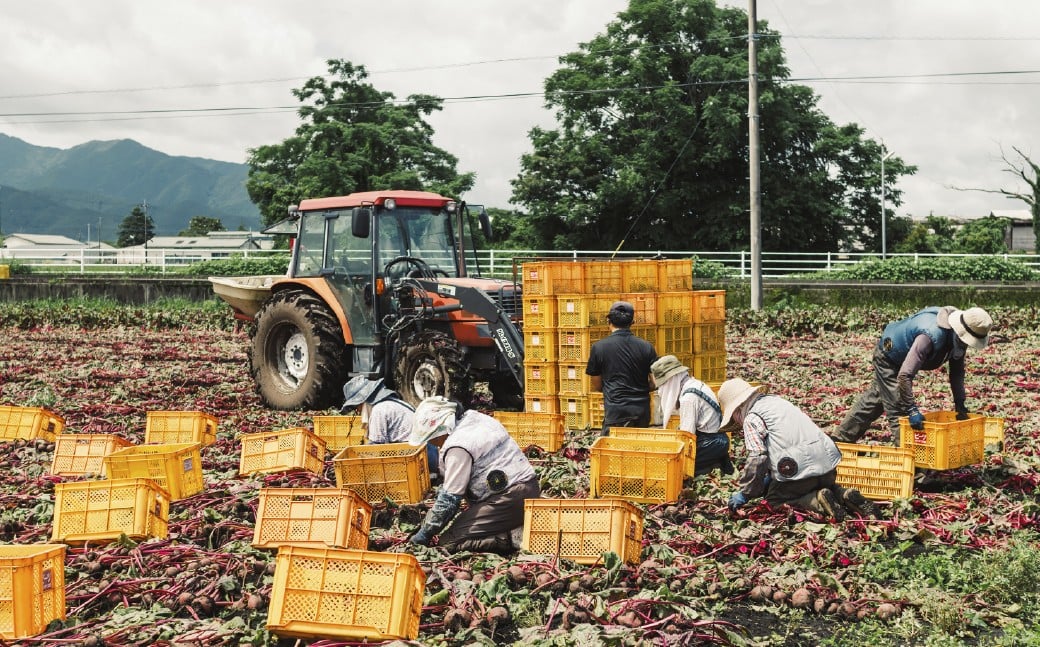自社農園栽培 生ビーツ1kg ビーツ やさい 野菜 健康 美容 冷蔵 国産 九州 熊本県 あさぎり町