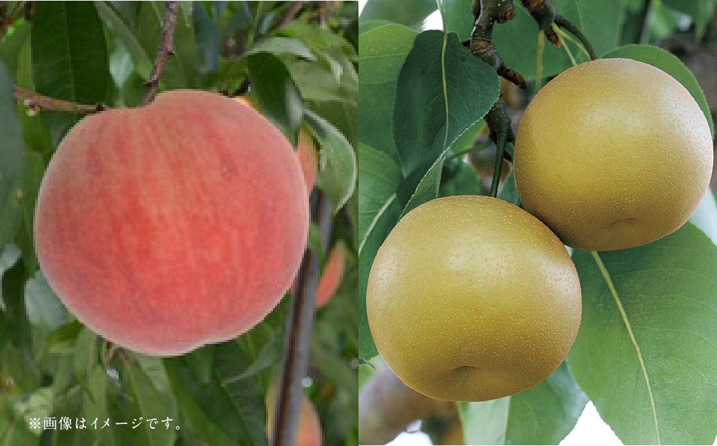 【フルーツ2回定期便】 桃 1kg ＋ 梨 5kg 【2026年5月下旬〜10月上旬迄順次発送予定】 もも モモ なし ナシ 和梨 果物 果実 フルーツ 定期便 九州 熊本県 あさぎり町 常温