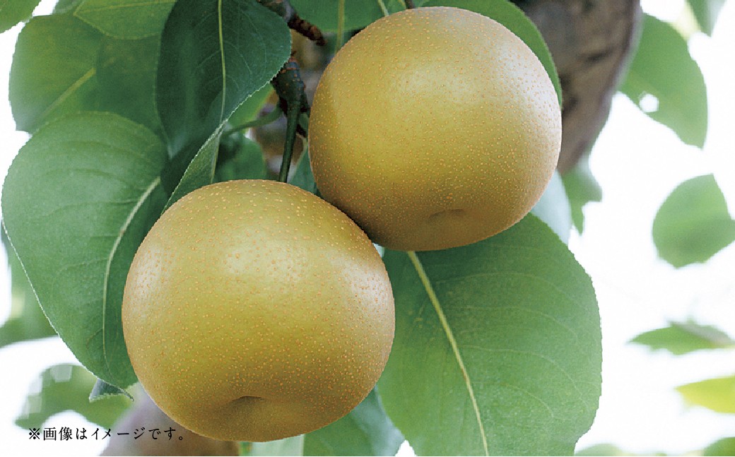 【フルーツ2回定期便】 梨5kg＋栗2kg 【2025年8月上旬〜10月上旬迄順次発送予定】 なし ナシ 和梨 くり 果物 果実 フルーツ 定期便 九州 熊本県 あさぎり町 常温