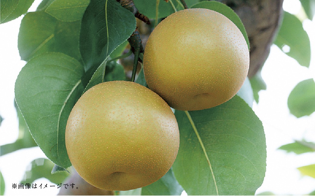 【フルーツ2回定期便】 桃 1kg ＋ 梨 5kg 【2026年5月下旬〜10月上旬迄順次発送予定】 もも モモ なし ナシ 和梨 果物 果実 フルーツ 定期便 九州 熊本県 あさぎり町 常温