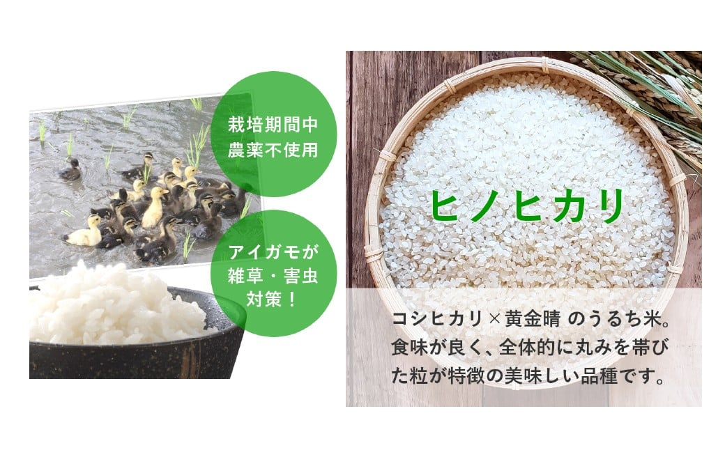 令和7年産 合鴨農法米 ヒノヒカリ 5分づき精米 5kg お米 おこめ 米 こめ 精米 白米 ご飯 ごはん 熊本県 あさぎり町