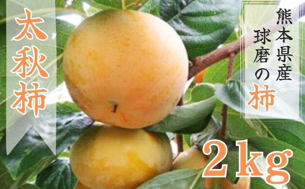 Ａ-109 【先行受付】　【発送時期：2026年10月中旬～11月上旬】熊本県ＪＡくま産　球磨の太秋柿　2kg