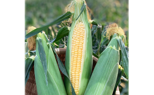 熊本県ＪＡくま産　球磨スイートコーン(ゴールドラッシュ)　5kg 【先行受付】【2026年4月下旬～5月上旬迄発送予定】