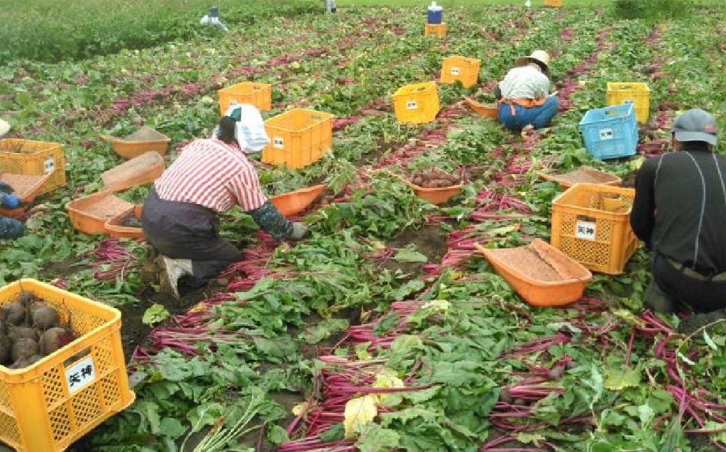 自社農園栽培 プレミアム生ビーツ3kg ビーツ やさい 野菜 健康 美容 冷蔵 国産 九州 熊本県 あさぎり町
