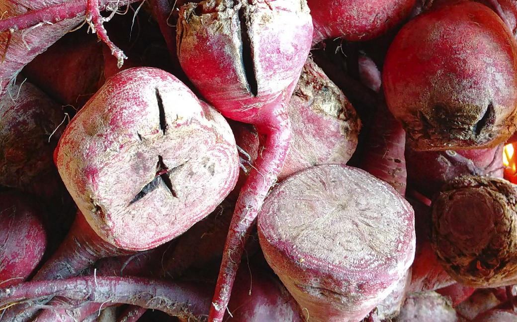 【訳あり】自社農園栽培 生ビーツ2kg ビーツ やさい 野菜 訳アリ 訳あり 健康 美容 冷蔵 国産 九州 熊本県 あさぎり町