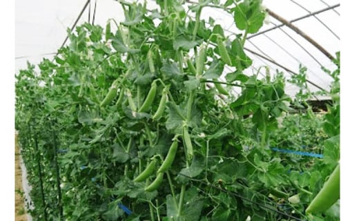 熊本県ＪＡくま産　球磨のスナップエンドウ 1kg 【先行受付】【2027年1月中旬～3月下旬迄発送予定】