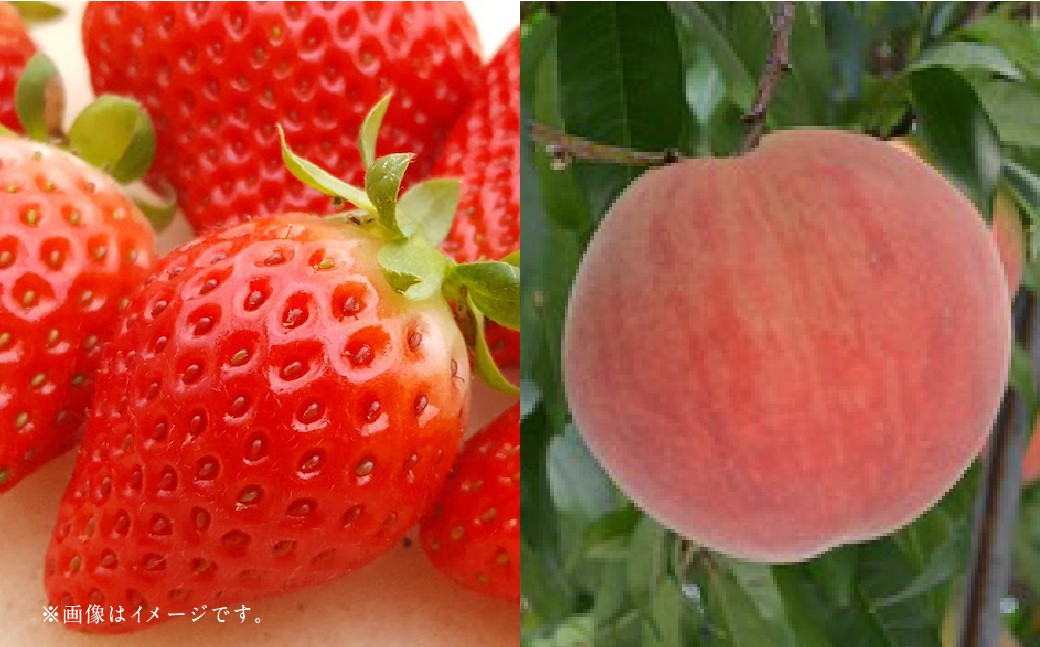【フルーツ2回定期便】 球磨のいちご 1kg ＋ 桃 1kg 【2026年1月中旬〜6月下旬迄順次発送予定】 苺 いちご イチゴ もも モモ 果物 果実 フルーツ 定期便 九州 熊本県 あさぎり町 冷蔵