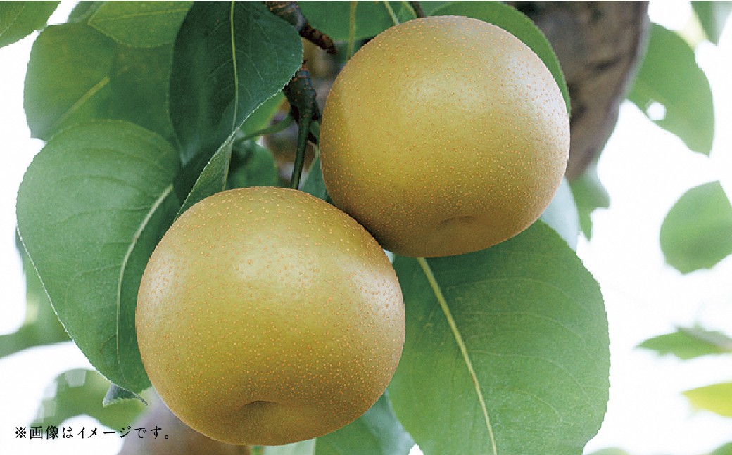 ããã«ãŒã3åå®æäŸ¿ã ã¢ã³ãã¹ã¡ãã³ 5kg ïŒ æ¡ 1kg ïŒ æ¢š 5kg ã2026幎5æäžæ¬ã10æäžæ¬è¿é 次çºéäºå®ã ã¡ãã³ ãã ã¢ã¢ ãªã ãã· åæ¢š æç© æå® ãã«ãŒã å®æäŸ¿ ä¹å· çæ¬ç ããããçº åžžæž©