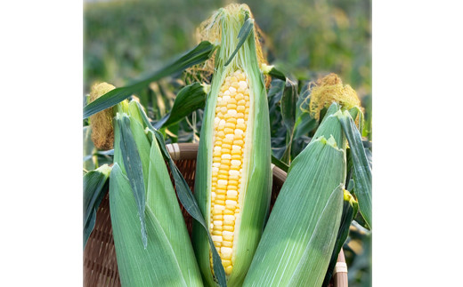 熊本県ＪＡくま産　球磨スイートコーン(ドルチェドリーム)　5kg 【先行受付】【2026年5月上旬～5月下旬迄発送予定】