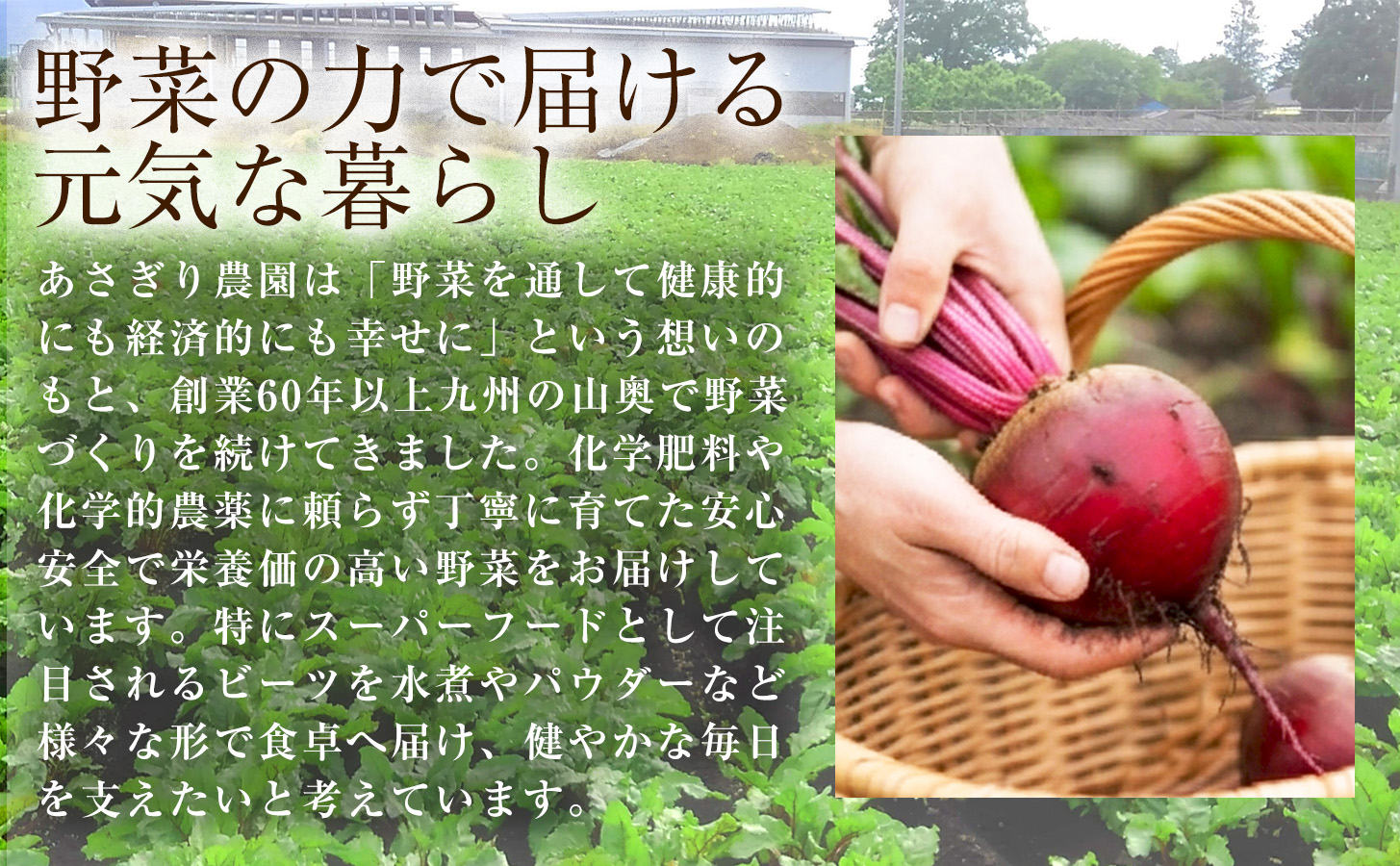 èªç€ŸèŸ²åæ œå¹ çããŒã5kg ããŒã ããã éè å¥åº· çŸå®¹ å·èµ åœç£ ä¹å· çæ¬ç ããããçº