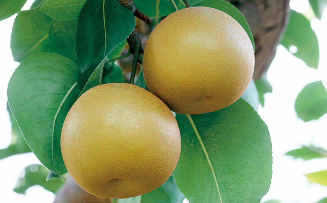 ããã«ãŒã3åå®æäŸ¿ã æ¡ 1kg ïŒ æ¢š 5kg ïŒ æ 2kg ã2026幎5æäžæ¬ã10æäžæ¬è¿é 次çºéäºå®ã ãã ã¢ã¢ ãªã ãã· åæ¢š ãã æç© æå® ãã«ãŒã å®æäŸ¿ ä¹å· çæ¬ç ããããçº åžžæž©