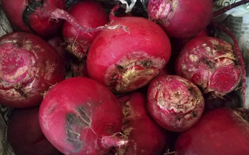 【訳あり】自社農園栽培 生ビーツ2kg ビーツ やさい 野菜 訳アリ 訳あり 健康 美容 冷蔵 国産 九州 熊本県 あさぎり町