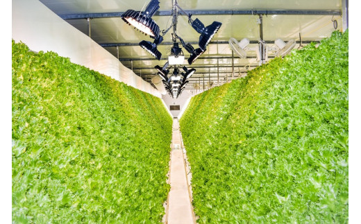 完全無農薬レタス　夢野菜詰め合わせ15袋セット