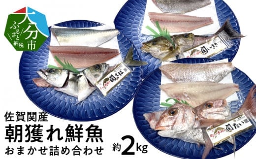 佐賀関産　朝獲れ鮮魚　おまかせ詰め合わせ　約2kg