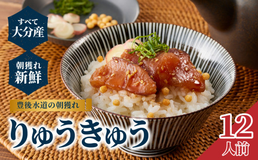 豊後水道の朝獲れ　りゅうきゅう　【12人前】